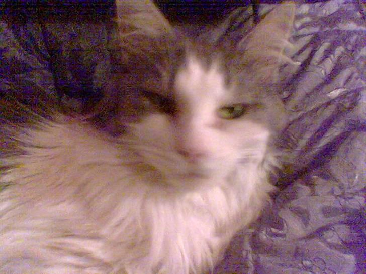 Maine Coon Fanta (Død i 2007) billede 3