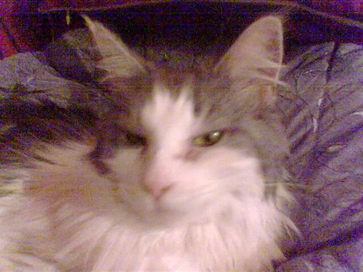 Maine Coon Fanta (Død i 2007) billede 4