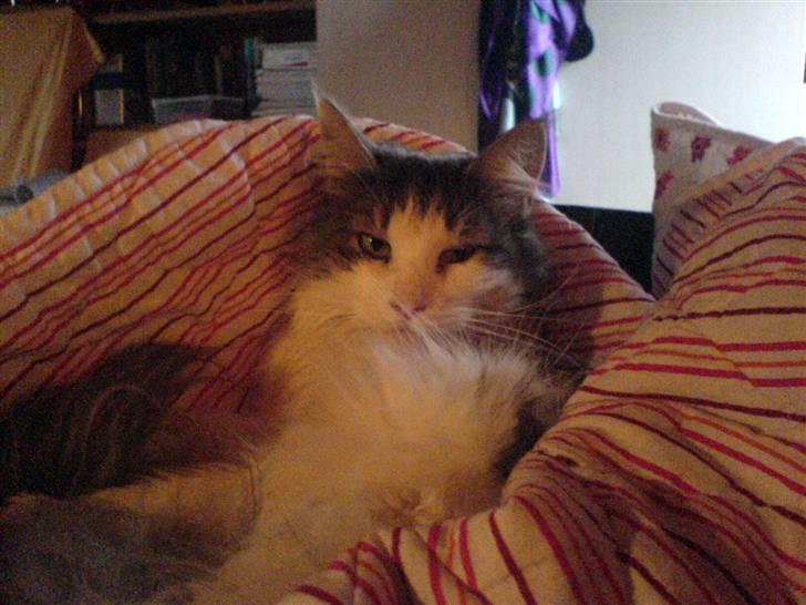 Maine Coon Fanta (Død i 2007) billede 5