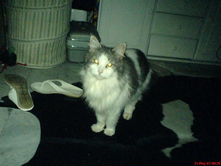 Maine Coon Fanta (Død i 2007) billede 6