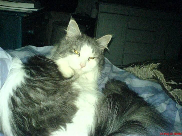 Maine Coon Fanta (Død i 2007) billede 7