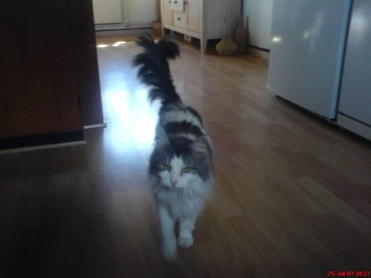 Maine Coon Fanta (Død i 2007) billede 8