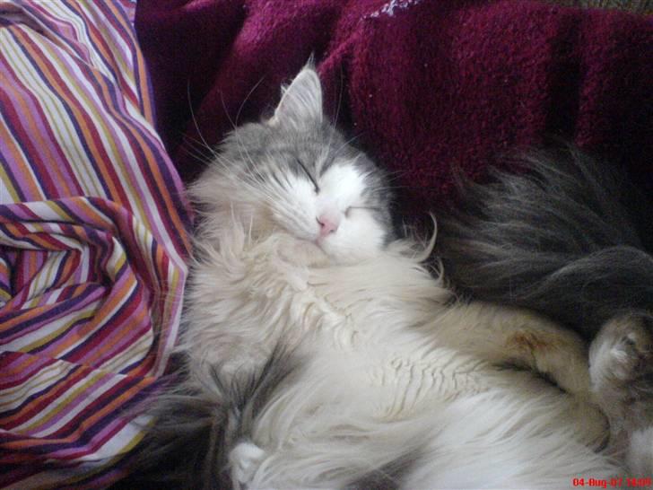 Maine Coon Fanta (Død i 2007) billede 9