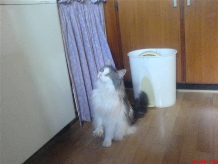 Maine Coon Fanta (Død i 2007) billede 10