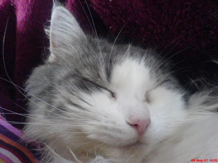 Maine Coon Fanta (Død i 2007) billede 11