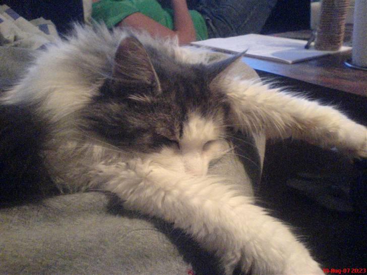 Maine Coon Fanta (Død i 2007) billede 15