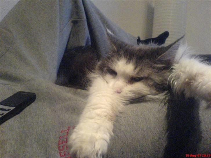 Maine Coon Fanta (Død i 2007) billede 16