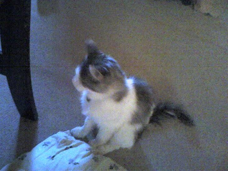Maine Coon Fanta (Død i 2007) billede 17