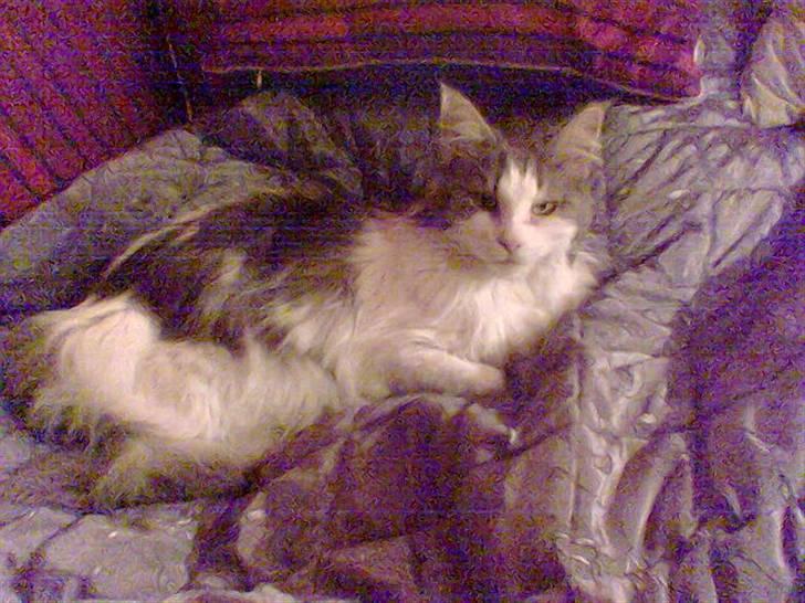 Maine Coon Fanta (Død i 2007) billede 18