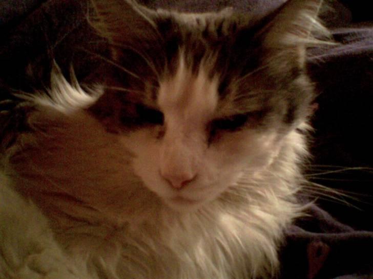 Maine Coon Fanta (Død i 2007) billede 19