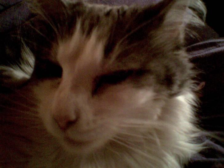 Maine Coon Fanta (Død i 2007) billede 20