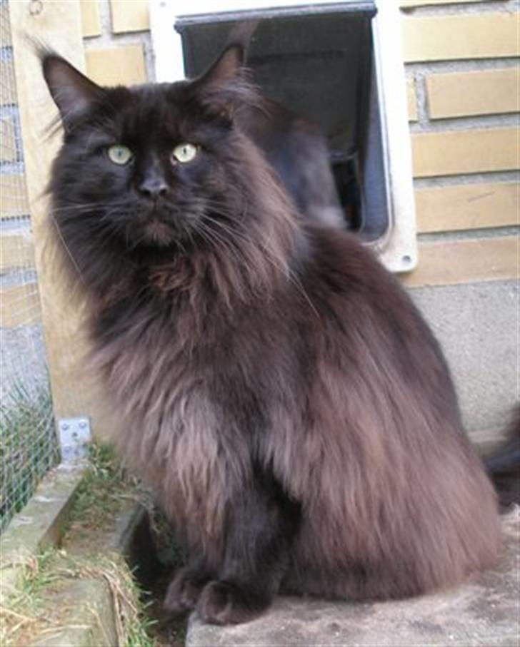 Maine Coon Micharlo's Milas billede 1