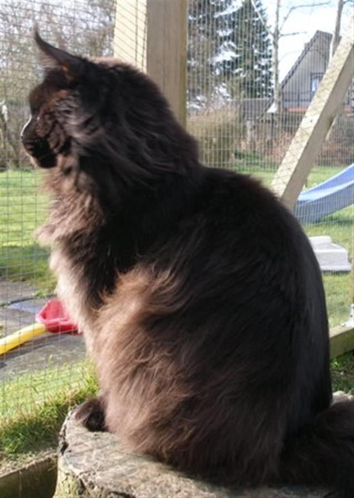 Maine Coon Micharlo's Milas billede 2