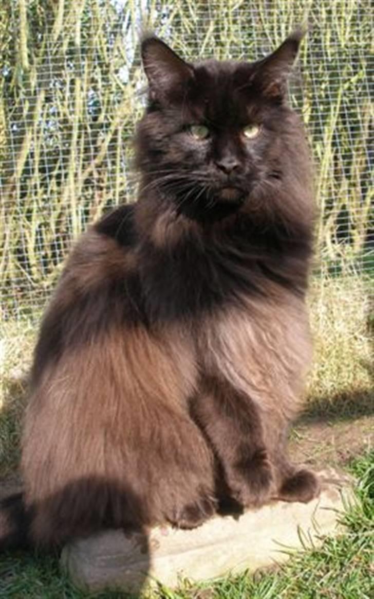 Maine Coon Micharlo's Milas billede 3