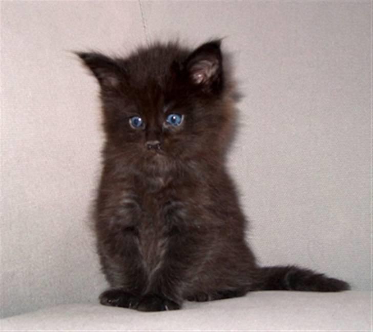Maine Coon Micharlo's Milas billede 4