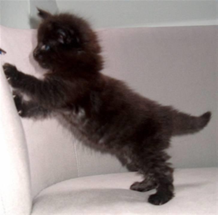 Maine Coon Micharlo's Milas billede 5