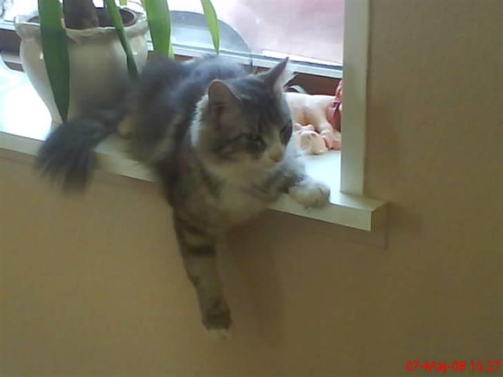 Norsk Skovkat spitty billede 14