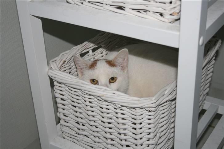 Blanding af racer silke - det er nu deligt at ligge og gemme sig billede 9