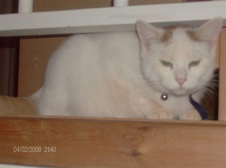 Blanding af racer silke billede 10