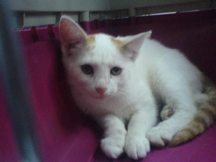 Blanding af racer silke - som killing billede 11