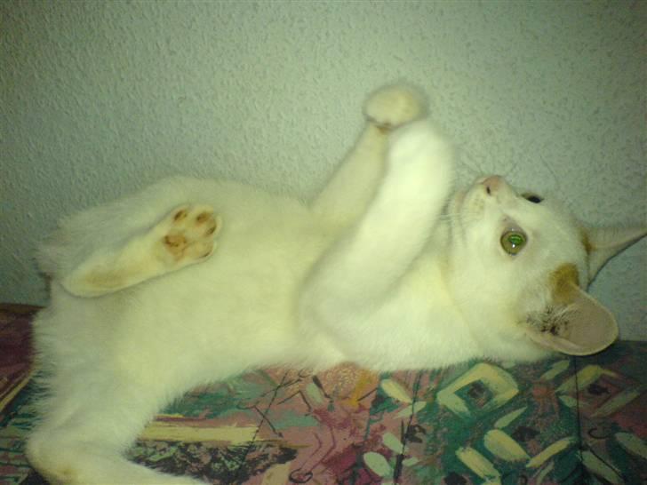 Blanding af racer silke - silke er baby billede 12