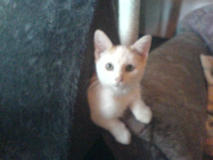 Blanding af racer silke - silke er 13uger billede 13