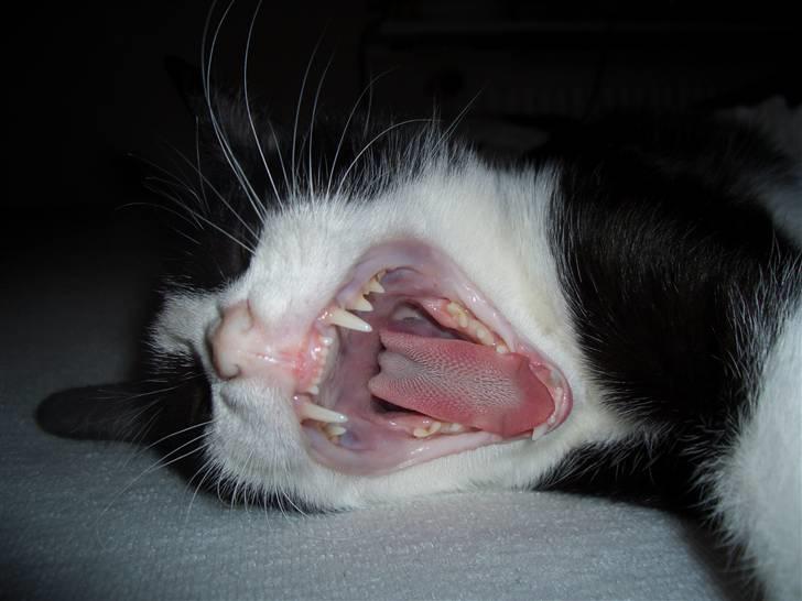 Huskat Picasso - Kan ikke huske datoen billedet er taget, så skriver datoen for idag: 15/05 - 08 billede 9