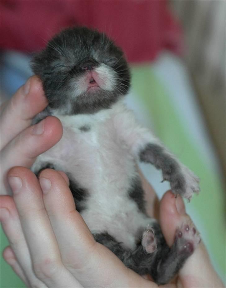 Exotic G.I.C. Tango - Tangos datter 1 uge gammel billede 10