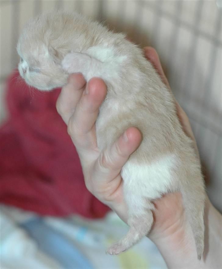 Exotic G.I.C. Tango - Tangos søn 1 uge gammel billede 11