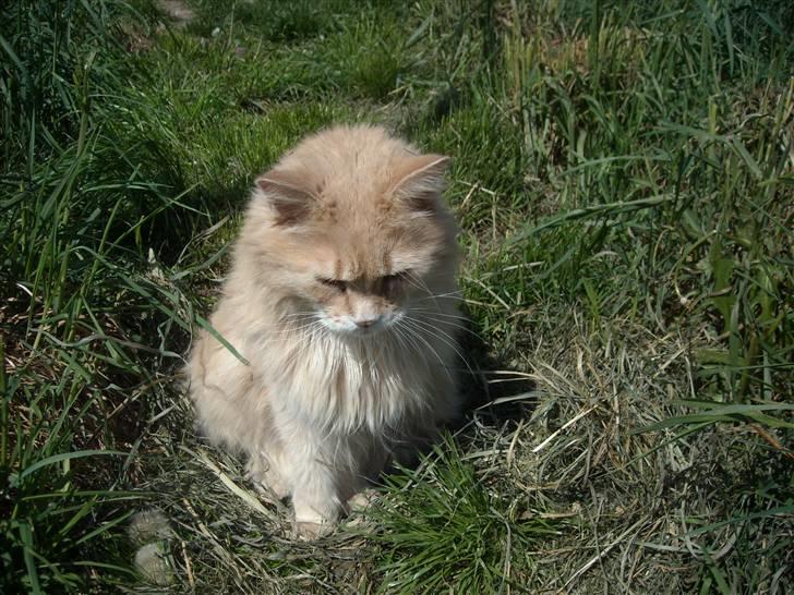 Maine Coon DK Nakipa`s Obsession - Er der mus her? billede 3