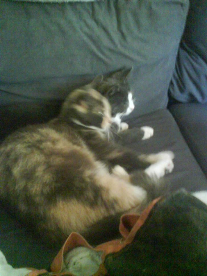 Huskat sanvet rip Mette :( - elsker sin datter  billede 12