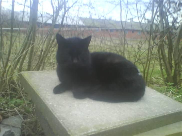 Blanding af racer Brutalis (Bortløbet) billede 17