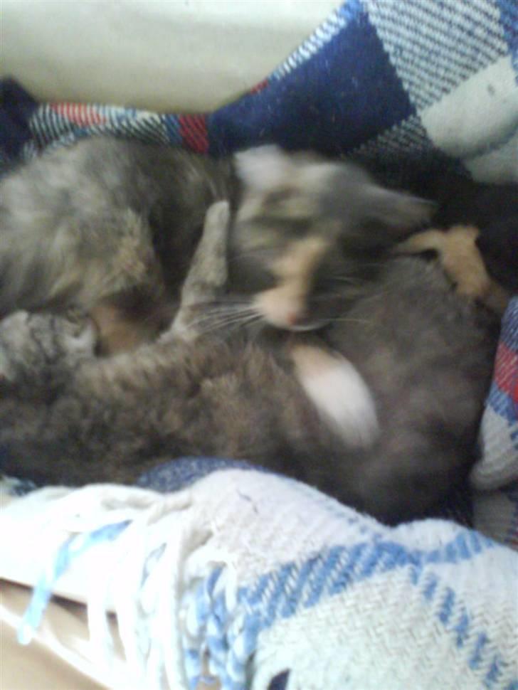 Huskat sanvet rip Mette :( - søster og mig og killinger i kan måske se dem  billede 13