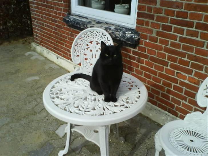 Blanding af racer Brutalis (Bortløbet) billede 18