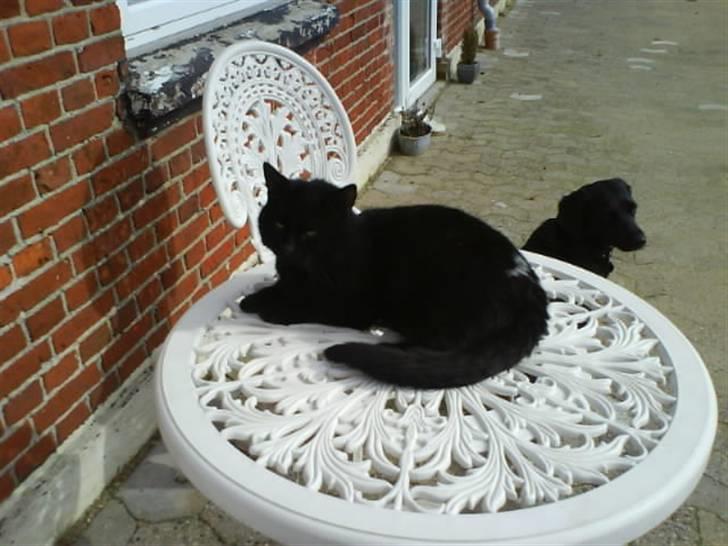 Blanding af racer Brutalis (Bortløbet) billede 19