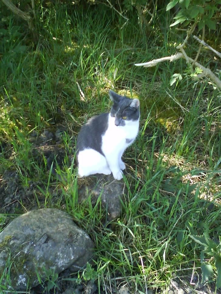 Huskat pjuske ,pjulle hvor er du billede 14