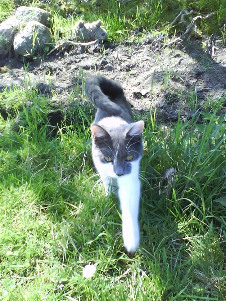 Huskat pjuske ,pjulle hvor er du - er jeg ik sød billede 15