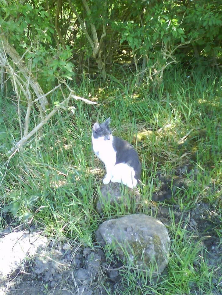 Huskat pjuske ,pjulle hvor er du - jeg er født model billede 16