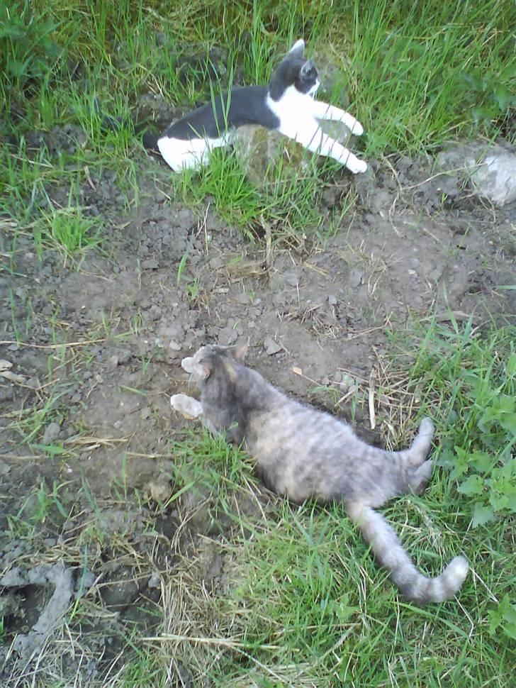 Huskat pjuske ,pjulle hvor er du - sådan hygger man sig med sin kusine billede 17