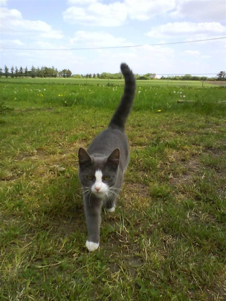 Huskat speedy hjælp mig hjem - jeg gå tur billede 15