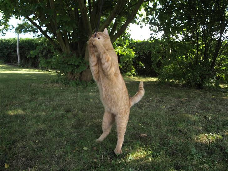 Huskat Pjevs <3 Frejas Bror billede 2