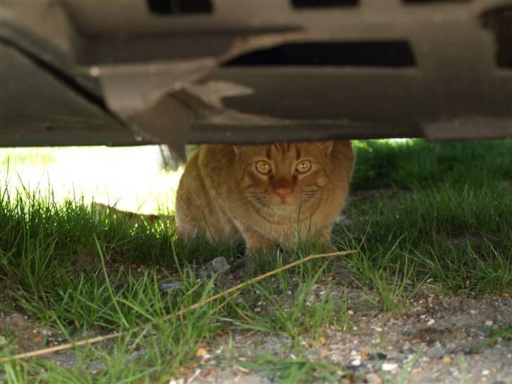 Huskat Pjevs <3 Frejas Bror billede 3