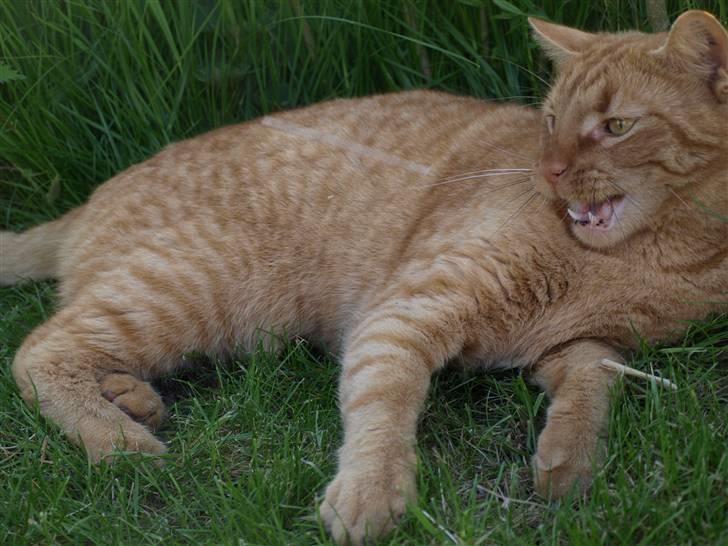 Huskat Pjevs <3 Frejas Bror billede 6