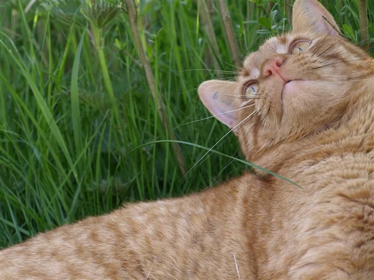 Huskat Pjevs <3 Frejas Bror billede 7