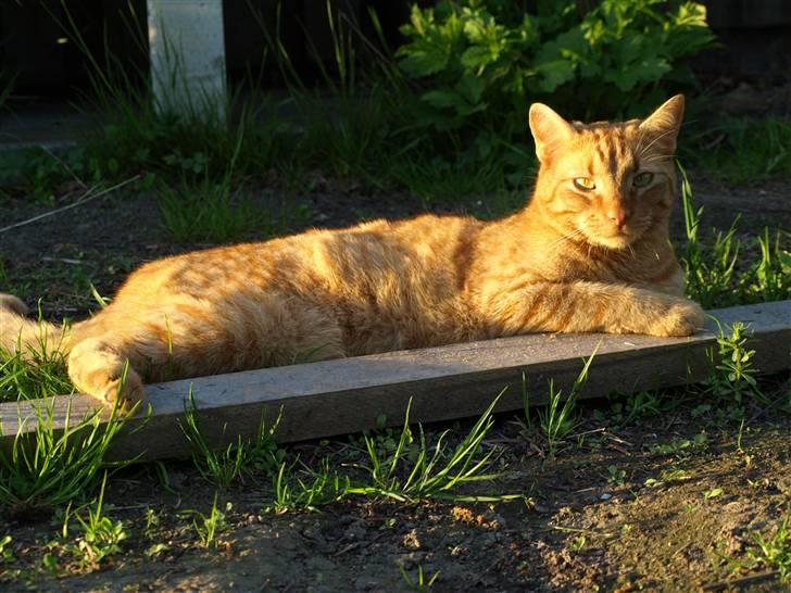 Huskat Pjevs <3 Frejas Bror billede 8