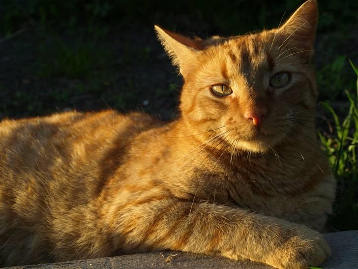 Huskat Pjevs <3 Frejas Bror billede 9