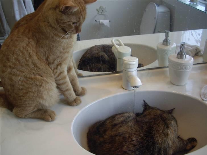 Huskat Pjevs <3 Frejas Bror billede 13