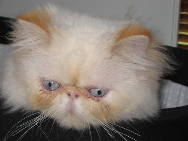 Colorpoint DK Lai-An´s True Love billede 10