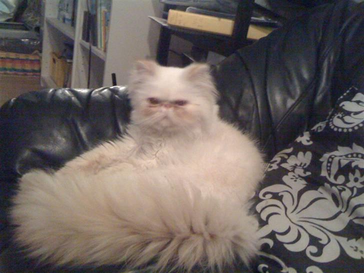 Colorpoint DK Lai-An´s True Love - jeg ligger lige og slapper af billede 11