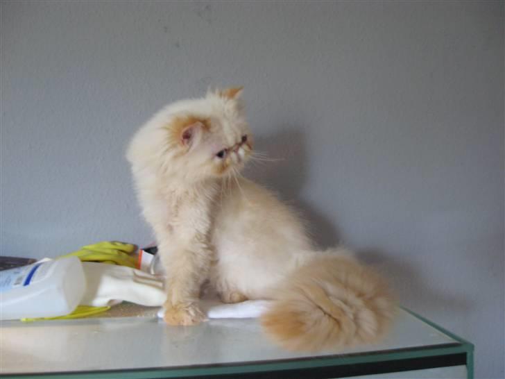 Colorpoint DK Lai-An´s True Love billede 12